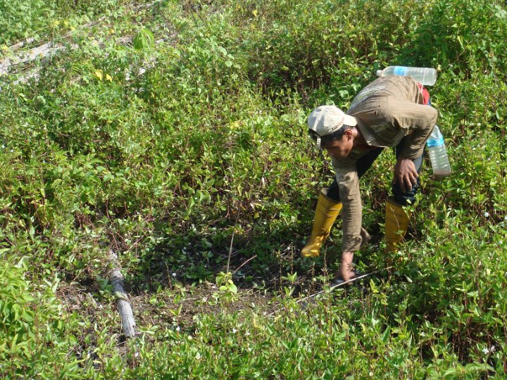 Maintenance of planted seedlings.JPG